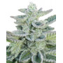 Super Kush Feminizada