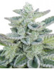 Super Kush Feminizada
