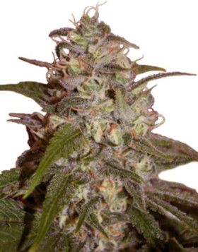 Silver Jack Feminizada