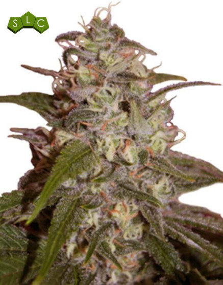 Silver Jack Feminizada