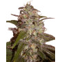 Silver Jack Feminizada