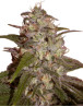 Silver Jack Feminizada