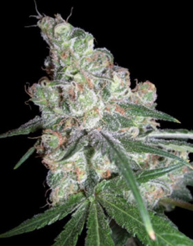 Chocolope DNA - Envío a Domicilio
