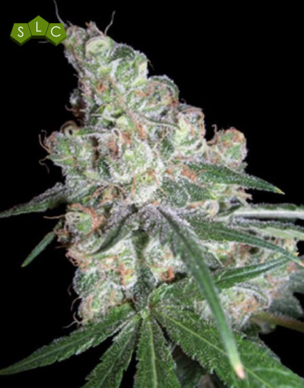 Chocolope DNA - Envío a Domicilio
