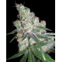 Chocolope DNA - Envío a Domicilio
