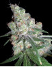 Chocolope DNA - Envío a Domicilio