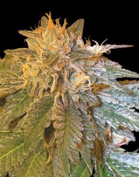 La Confidential
