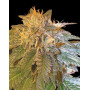 La Confidential