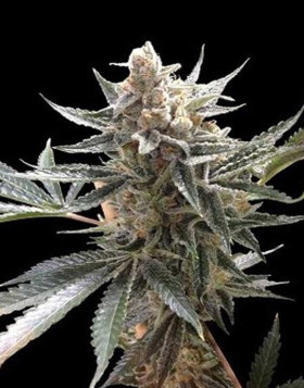 Marihuana Tangie Feminizada - Semillas baratas originales - SemillasLowCost