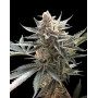 Marihuana Tangie Feminizada - Semillas baratas originales - SemillasLowCost