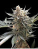 Marihuana Tangie Feminizada - Semillas baratas originales - SemillasLowCost