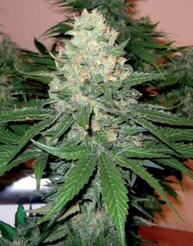 Semillas Rocklock - Cannabis de DNA Genetics - SemillasLowCost
