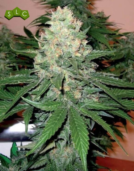 Semillas Rocklock - Cannabis de DNA Genetics - SemillasLowCost