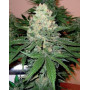 Semillas Rocklock - Cannabis de DNA Genetics - SemillasLowCost