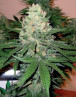 Semillas Rocklock - Cannabis de DNA Genetics - SemillasLowCost