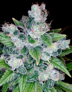 Comprar Kandy Kush - Semillas de DNA Genetics - SemillasLowCost