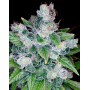 Comprar Kandy Kush - Semillas de DNA Genetics - SemillasLowCost