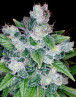 Comprar Kandy Kush - Semillas de DNA Genetics - SemillasLowCost