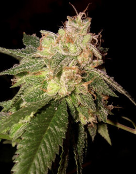 OG Kush - Semillas DNA feminizadas - Oferta SemillasLowCost