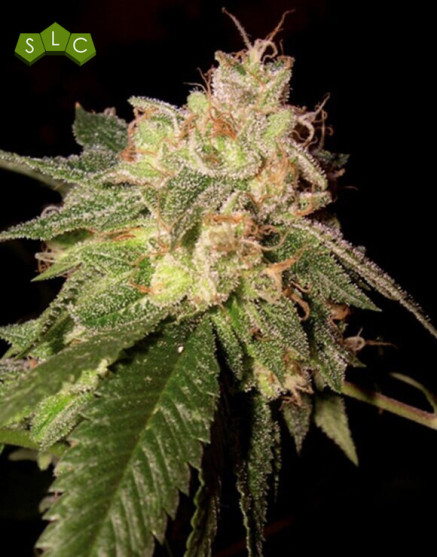 OG Kush - Semillas DNA feminizadas - Oferta SemillasLowCost