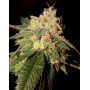 OG Kush - Semillas DNA feminizadas - Oferta SemillasLowCost