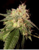 OG Kush - Semillas DNA feminizadas - Oferta SemillasLowCost
