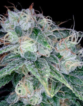 Semillas Sour Diesel - Original Feminizada - DNA - SemillasLowCost