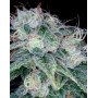 Semillas Sour Diesel - Original Feminizada - DNA - SemillasLowCost