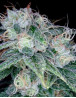 Semillas Sour Diesel - Original Feminizada - DNA - SemillasLowCost