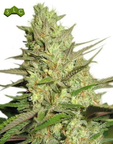 Special Queen 1 Feminizada