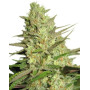 Special Queen 1 Feminizada