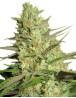 Special Queen 1 Feminizada