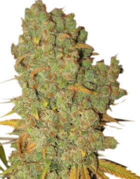 Special Kush 1 Feminizada