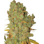 Special Kush 1 Feminizada