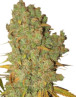 Special Kush 1 Feminizada