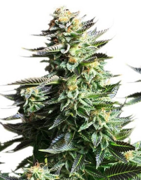 Amnesia Haze - Recíbelas en 24/48 H