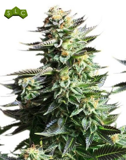 Amnesia Haze - Recíbelas en 24/48 H