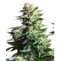Amnesia Haze - Recíbelas en 24/48 H