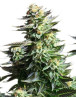 Amnesia Haze - Recíbelas en 24/48 H