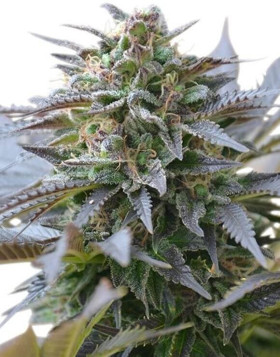 Blue Mystic Feminizada
