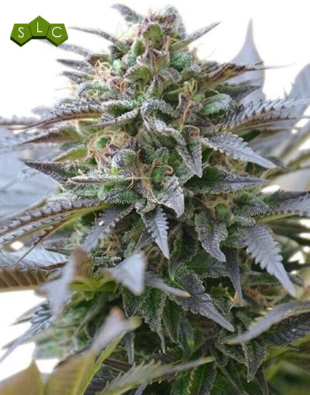 Blue Mystic Feminizada
