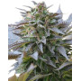 Blue Mystic Feminizada