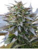 Blue Mystic Feminizada
