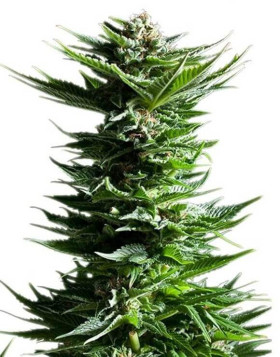 Shining Silver Haze Feminizada