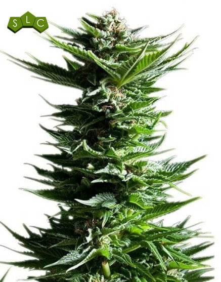 Shining Silver Haze Feminizada