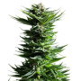 Shining Silver Haze Feminizada