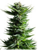 Shining Silver Haze Feminizada