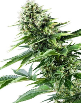 Power Flower Feminizada
