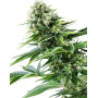 Power Flower Feminizada