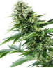 Power Flower Feminizada